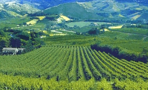 Vinmarker med Aglianico del Vulture, Basilicata