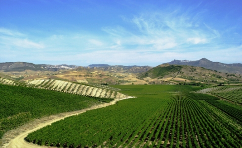 Vinmarker i Calabria.