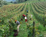 Der plukkes druer i Campania
