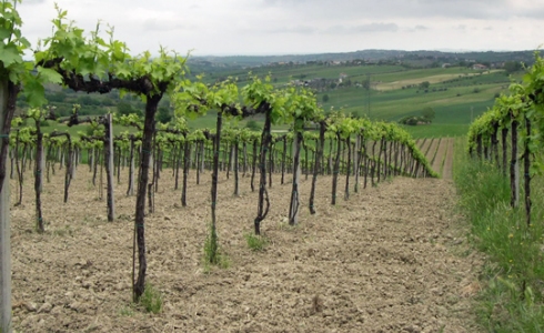 Få år gamle vinstokke i Emilia-Romagna