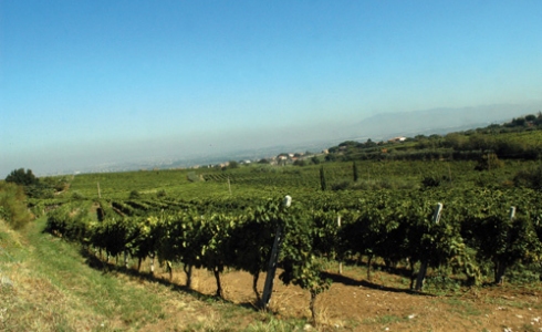 Vinmarker i Frascati, Lazio