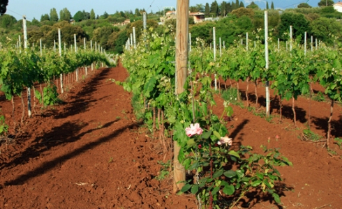 Unge vinstokke i Castelli Romani, Lazio