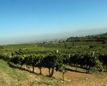 Vinmarker i Frascati, Lazio