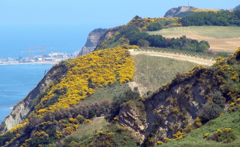 Vinmarker ved Adriaterhavet, Pesaro, Marche