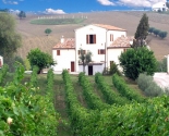 Der er små vingårde i Marche