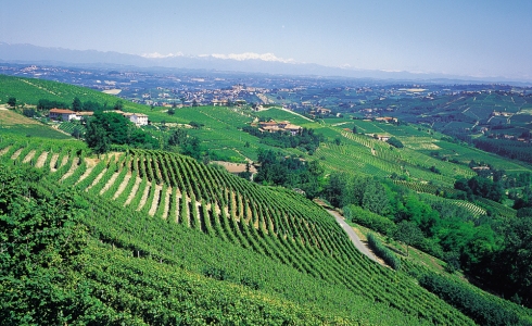 Red wine » » Ruché Castagnole Monferrato di Italian Guide DOC Wine
