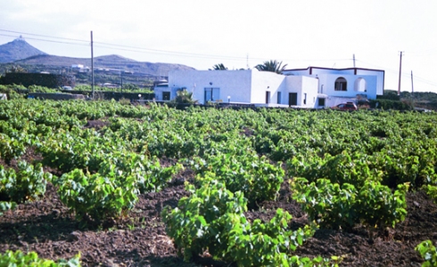 Dyrkning af Zibbibo-druer på øen Pantelleria, Sicilia