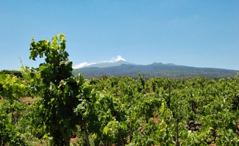 Vinmarker i sikker afstand fra vulkanen Etna, Sicilia (Sicilien)