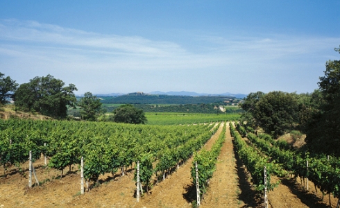 VInmarker på Sicilia (Sicilien)