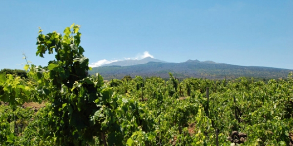 Vinmarker i sikker afstand fra vulkanen Etna, Sicilia (Sicilien)