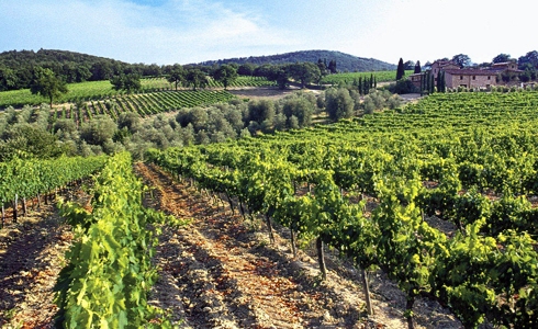 Bløde bakkedrag nedenfor Montalcino, Toscana