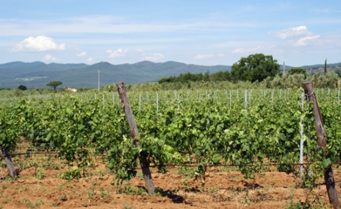 Nogle af verdens største rødvine dyrkes i Bolgheri, Toscana