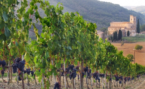 Brunello dyrkes nedenfor bjergbyen Montalcino i Toscana