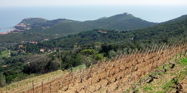 Vinmarker på Costa dell'Argentario i Maremma, Toscana