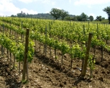 Vinmarker omkring Montalcino, Toscana