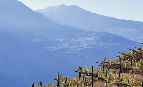 Alto Adige Wine Guide