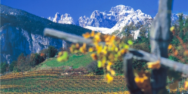 Vinmarker med alperne i baggrunden, Trentino