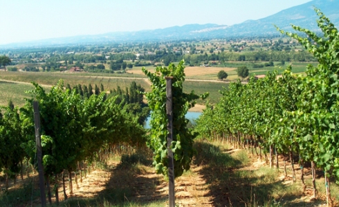 Vinmark med den kraftfulde Sagrantino-drue, Umbria