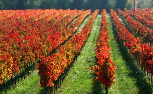 Efterår på en mark med Sagrantino, Umbria