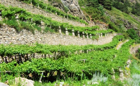 Nogle af verdens højest beliggende vinmarker er i Valle d'Aosta