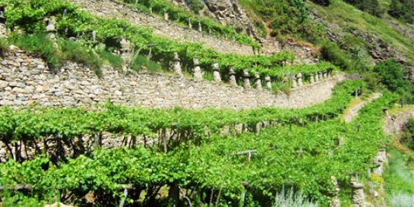 Nogle af verdens højest beliggende vinmarker er i Valle d'Aosta