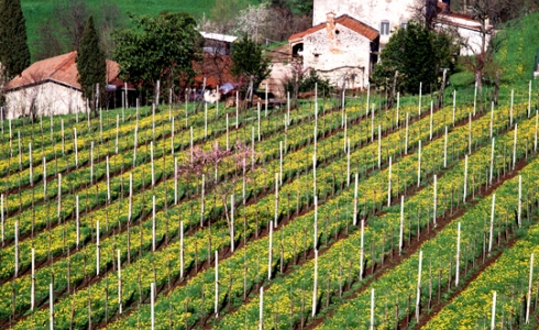 Snorlige vinmarker i Veneto
